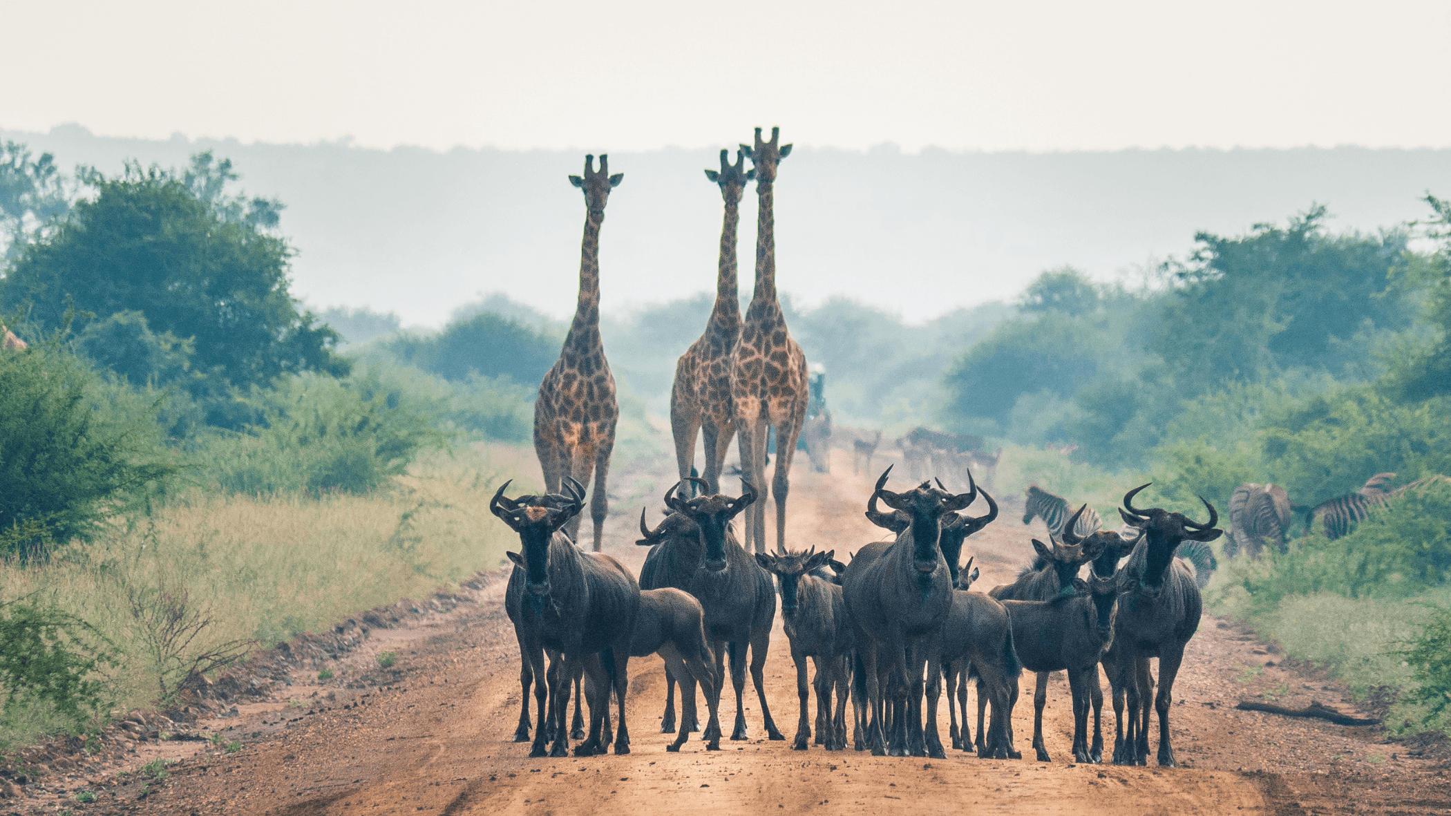 Apply computer vision techniques to detect and classify animals for the purpose of biodiversity monitoring.